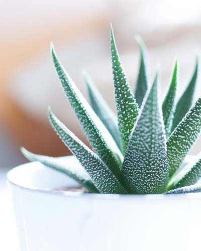 Aloe Vera