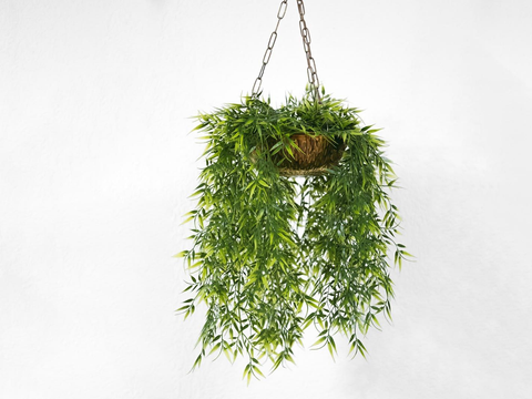 Plants