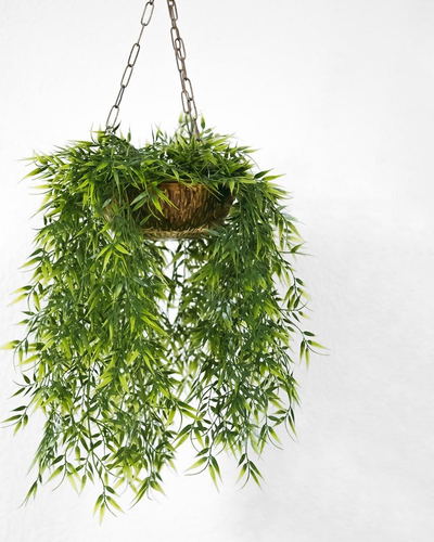Hanging Plant