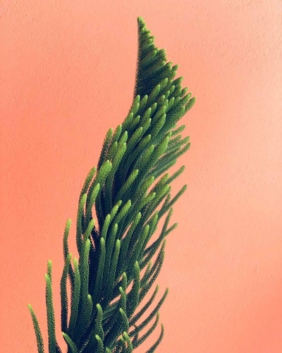 Fern Blechnum Gibbum