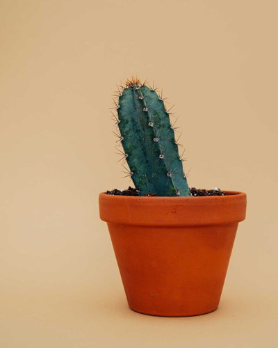 Spiky Cactus