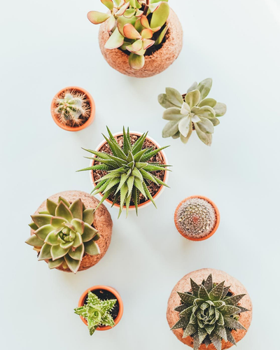 Assorted Indoor Succulents