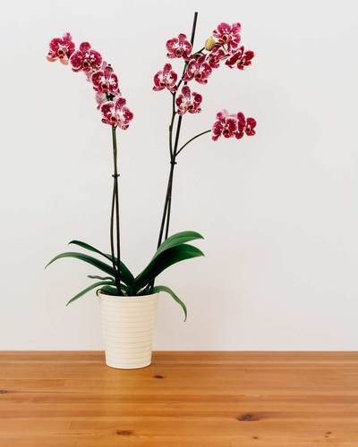 Orchid