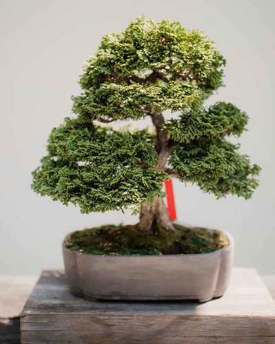 Bonsai Tree